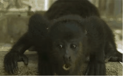 阻断牌13.gif